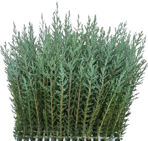 50 Uds Plantas de Ciprés Sempervirens (20-40 cm) | Ideal Para Setos Vivos y Cerramientos Naturales | Planta para Seto Mediterráneo – Rápido Crecimiento