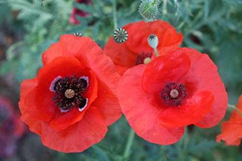NO-GMO 45.000 Samen, Red Oriental Mohn Mais Mohn Wild Flower Papaver Perennial Flower Samen Heirloom Samen
