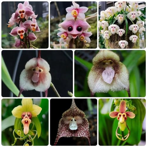 250 pezzi semi di piante di orchidea scimmia, fiori da giardino perenni resistenti testa di scimmia scimmia faccia orchidea, dracula simia, scimmia orchidea fiori primaverili piante