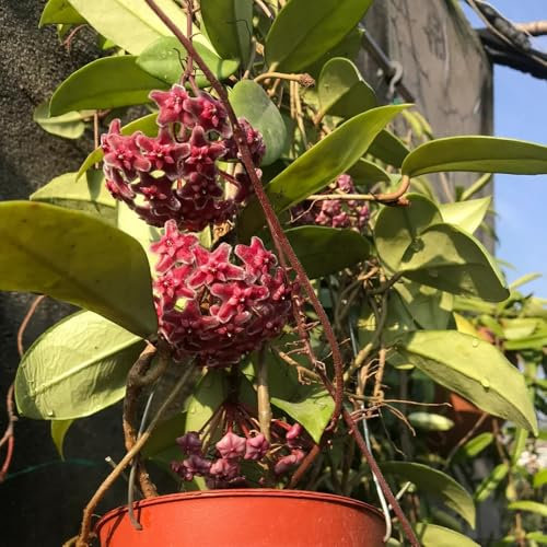 Semi di piante di Hoya, semi di fiori di cera, piante rampicanti perenni resistenti, piante da appartamento, a crescita rapida giardino di fiori, piante da esterno vaso per piante, 250pcs