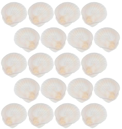 Veemoon Ornements en Coquillage pour Bricolage, Lot de 20 Pièces