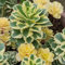 Semillas resistentes de plantas sedum, Plantas de otoño resistentes a la floración semillas de sedum, Decoración floral, plantas para lugares soleados, Decoración de jardín para 400pcs