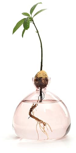 Generisch Vase à d'avocat - Pot de Culture en Verre Transparent - Kit de Culture d'avocat Moyen - Kit de Culture pour noyaux, germes
