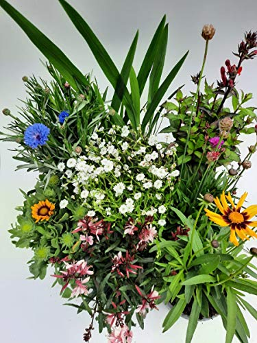 Sommerblumen bunter Stauden Mix, 7 schöne Beet/Balkon & Stauden Pflanzen