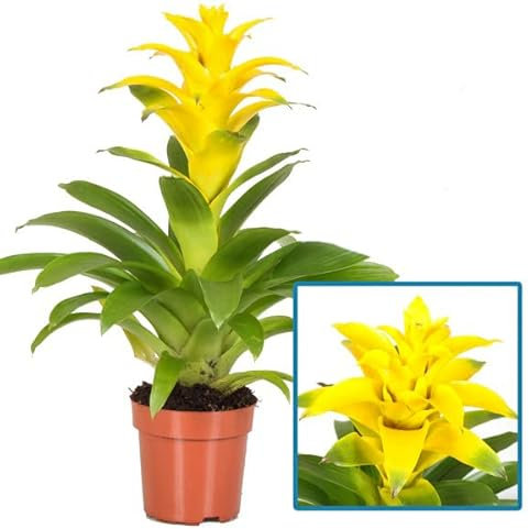 Planta de Interior con Flor Color Amarillo Bromelia Planta Natural, DECOALIVE