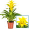 Planta de Interior con Flor Color Amarillo Bromelia Planta Natural, DECOALIVE