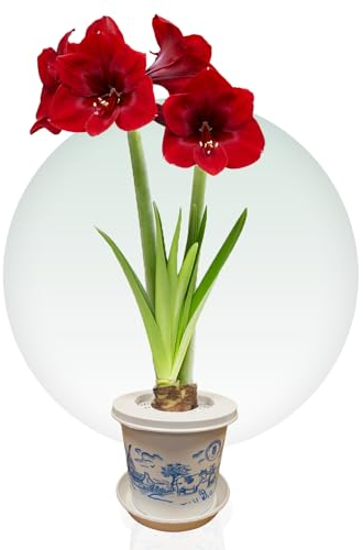 Amaryllis Zwiebel + Topf DIY Pakket - 1 Blumenzwiebel in Großformat 26/30 - Blumenzwiebeln Amarillis - Echte Pflanzen aus Holland - Hippeastrum Zwiebeln (keine Samen, Wachs und nicht künstlich)