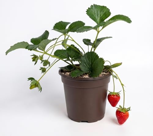 Semillas Fragola a Fruto Grande | Alta Germinación | Fresas Dulces y Jugosas | Semillas para Cultivo en maceta y Jardín | Planta fácil de cultivar, cosecha abundante