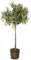 Árbol de Olivo Natural Olea europaea Espíritu Mediterráneo en tu Hogar