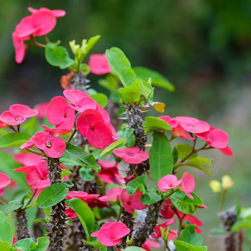 100 pcs Christusdorn Pflanze Samen winterfeste pflanzen für balkon Christusdorn Samen, Euphorbia milii, Wildblumenwiese Saatgut Mehrjährig, Seed Blumen Samen Mehrjährige, Kübelpflanzen