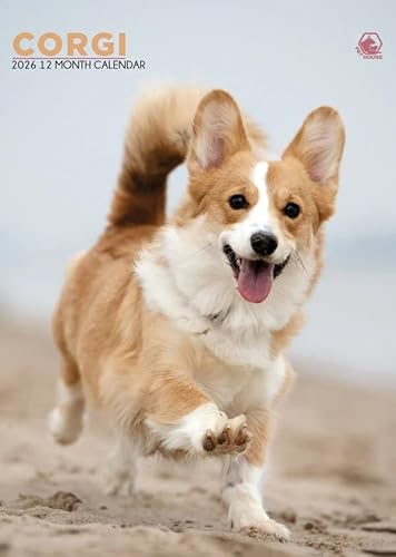 Corgi Dog Kalender 2026, A3, Wirobound, vollfarbig