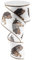 Pferd Kopf Jute Band mit Draht, braun weiß (6,3 cm X 10 Yards): rg0165527