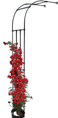 Rankgitter für Kletterrosen, langlebige Metall-Pergola, verstellbare Höhe, 60240 cm, perfekt für Pflanzen und Reben, Outdoor-Dekoration für Gartenlandschaftsbau