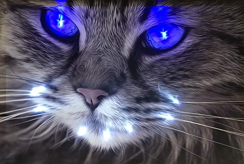 Samarkand - Lights LED Bild Leuchtbild 65 cm x 45 cm Bilder Tiere Katze Wandbild