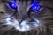Samarkand - Lights LED Bild Leuchtbild 65 cm x 45 cm Bilder Tiere Katze Wandbild