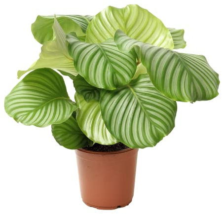 Bloomique - Calathea Orbifolia - Korbmarante -Zimmerpflanzen - Pflegeleicht - Luftreinigend - Haustierfreundlich - Höhe 60-70 cm - Topf 21 cm