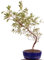 Bonsai - Jap. Satsuki Azalee 'Asuka-no-Homare', Rhododendron indicum 218/68