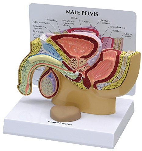 GPI Anatomicals 3550 Becken männlich Modell mit Prostata