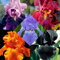 RomáNtico Al Aire Libre Iris Bulbos, Bulbos De Flor Iris, Bulbos Iris, Calas Bulbos Bulbos, Perenne Doble, Iris Germanica Bulbos Bulbos De Iris,-6bulbos-E