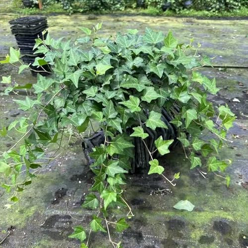 Pothos - semi semi di erbe aromatiche piante rampicanti resistenti piante resistenti in vaso verdi da balcone da interno pothos pianta appartamento per giardino di erbe 200pcs