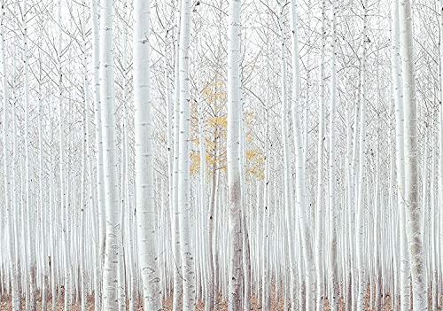 WallArena - Vlies Fototapete Birkenwald Birke Wald Landschaft Bäume 368x254 cm - Fototapeten - Tapeten - für Wohnzimmer Schlafzimmer - Vliestapete Wandtapete Tapete 3D Effekt- inkl. Kleister