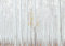 WallArena - Vlies Fototapete Birkenwald Birke Wald Landschaft Bäume 368x254 cm - Fototapeten - Tapeten - für Wohnzimmer Schlafzimmer - Vliestapete Wandtapete Tapete 3D Effekt- inkl. Kleister