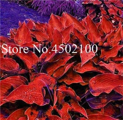 Graines de fleurs Hosta Coleus Plantas pour un beau jardin rouge paquet de 100 graines