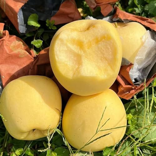 apfelbaum, obstbäume steingartenpflanzen winterhart apfel kaufen für sonnige plätze, topfpflanzen draußen winterhart gartenpflanzen 200pcs