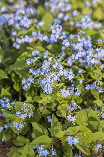 Brunnera macrophylla ca. 9x9 cm Topf - Kaukasusvergissmeinnicht, himmelblaue Blüten, Blütezeit April-Mai, ideal für schattige Beete, pflegeleicht