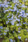 Brunnera macrophylla ca. 9x9 cm Topf - Kaukasusvergissmeinnicht, himmelblaue Blüten, Blütezeit April-Mai, ideal für schattige Beete, pflegeleicht