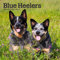 Blue Heelers | 2024 7 x 14 Inch Monthly Mini Wall Calendar | BrownTrout | Animals Dog Breeds