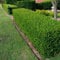 Gaulteria japonesa boj Semillas de cobertura (Buxus microphylla) 20 + Semillas (20 semillas)
