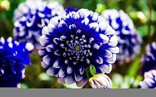 Seltene blau-weiße Dahlien Zwiebeln Schöne Mehrjährige Blumenpflanzen (2 Zwiebeln)