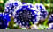 Seltene blau-weiße Dahlien Zwiebeln Schöne Mehrjährige Blumenpflanzen (2 Zwiebeln)