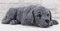 STEINFIGUREN SPICKER Steinfigur Hund liegend 219/1, Gartenfigur Steinguss Tierfigur Basaltgrau