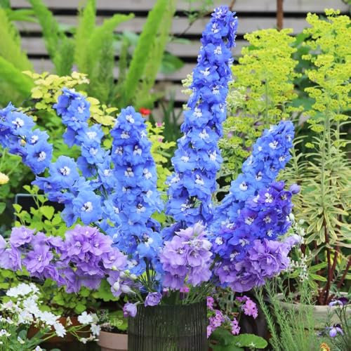 semi resistenti pianta del delphinium - Coltivare semi, piante resistenti all'esterno decorazione del giardino, decorazione del soggiorno piantare semi, giardino interno 100pcs