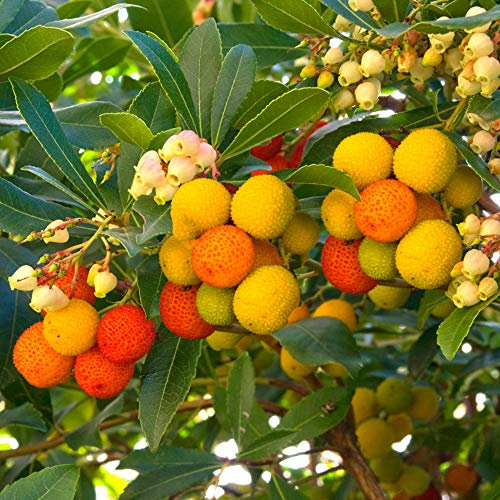 Arbutus unedo Compacta - Strawberry Tree | Vibrant Edible Garden Fruit Shrub (15-30cm Incl. Pot)