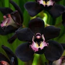 25 Pezzi di Orchidea Nera