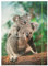 NEU Sammelmappe mit Gummiband, A3, 1 Mappe, BASIC JUNGLE CUTIES/Koala