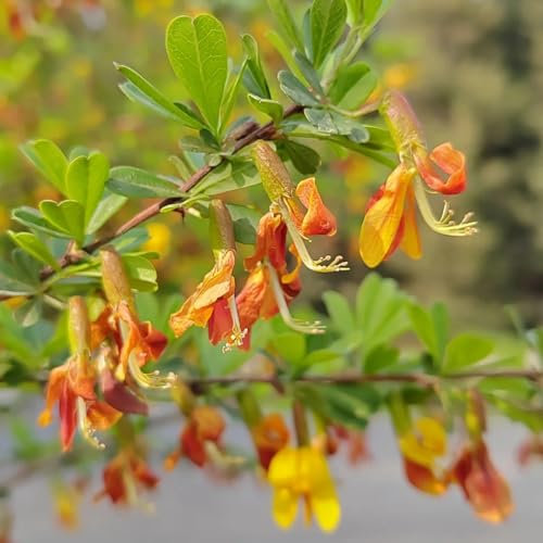 Semi di ginestra, piante di ginestra, semi biologici, piante rare Cytisus Scoparius - Le piante tappezzanti sono resistenti Piante resistenti all'esterno semi di bonsai, piante da 350pcs