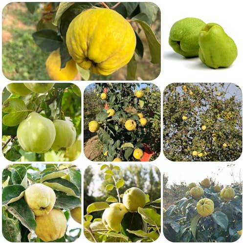 semillas de membrillo, semillas de membrillo árboles de membrillo Plantas frutales de primera calidad, zona frutícola, semillas de Árboles plantas de jardín de rocas siembra de 200pcs