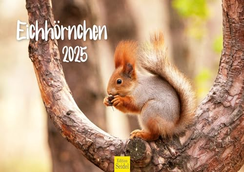 Edition Seidel Premium Kalender Eichhörnchen 2025 Format DIN A3 Wandkalender Tierkalender Wildtiere Waldtiere heimische Tiere