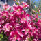 Lilium zwiebeln - Lilien zwiebeln winterhart mehrjährig mix - Orientalische Lilienzwiebeln - Kann Schnittblumen herstellen-8zwiebeln-C