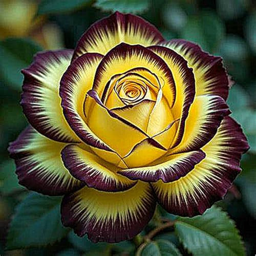 Rosen Zwiebeln, Kletterpflanzen,Winterhart MehrjäHrig,Gartenblumen,Rosenrhizom,Rosen Pflanze-1rhizome-H