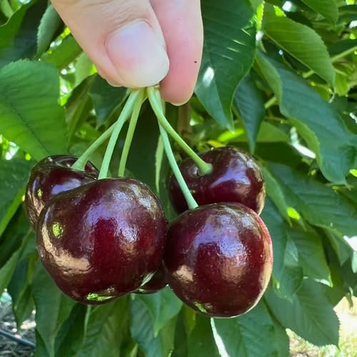 semi di ciliegio - piante in vaso balcone rialzato frutto ciliegio spalliera di frutta alberi da frutto piante ornamentali di ciliegio colonnare in vaso semi frutta bonsai 300pcs