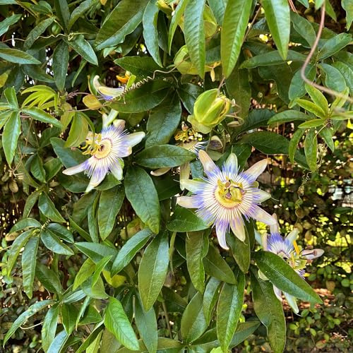 Passionsblume Passiflora caerulea – 2 Pflanzen 11cm – ca. 40cm hoch – Kletterpflanze mit blau-weißen Blüten – Pflegeleicht & winterhart – Für Garten, Pergola & Balkon