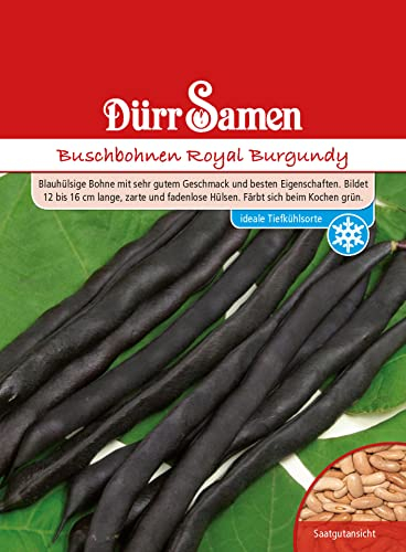 Buschbohnen Samen Royal Brugundy Bohnensamen Blaue Bohnen ca 120 Korn Saatgut Gemüse Garten Hochbeet Kübel Dürr Samen