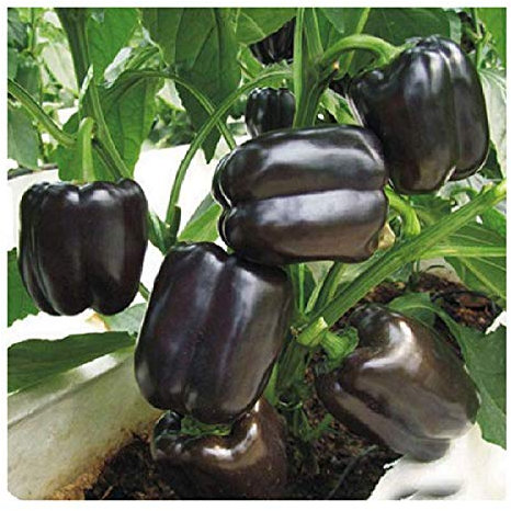 Stk - 10x Paprika Bellania F1 schwarz Gemüse Pflanzen - Samen A426 - Seeds & Plants Shop by Ipsa