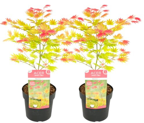 Plant in a Box - Acer palmatum 'Moonrise' - Set de 2 - Érable du Japon - Résistant au froid - Pot 19cm - Hauteur 40-50cm