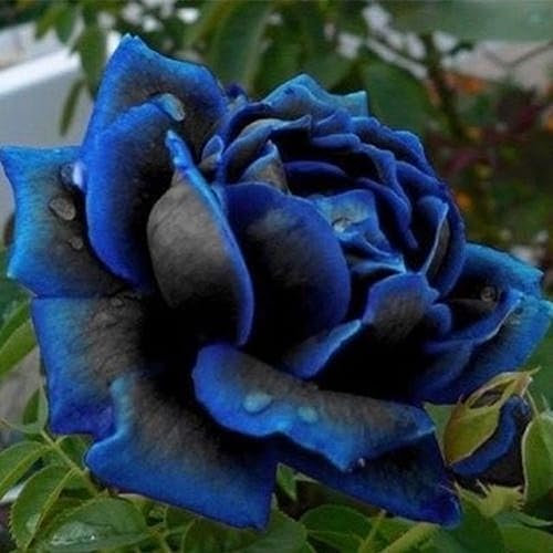20 semi di piante di rose con bordo blu raro, balcone, giardino, semi di fiori di rosa in vaso per piantare giardini